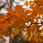 Keweenaw Autumn Thumbnail